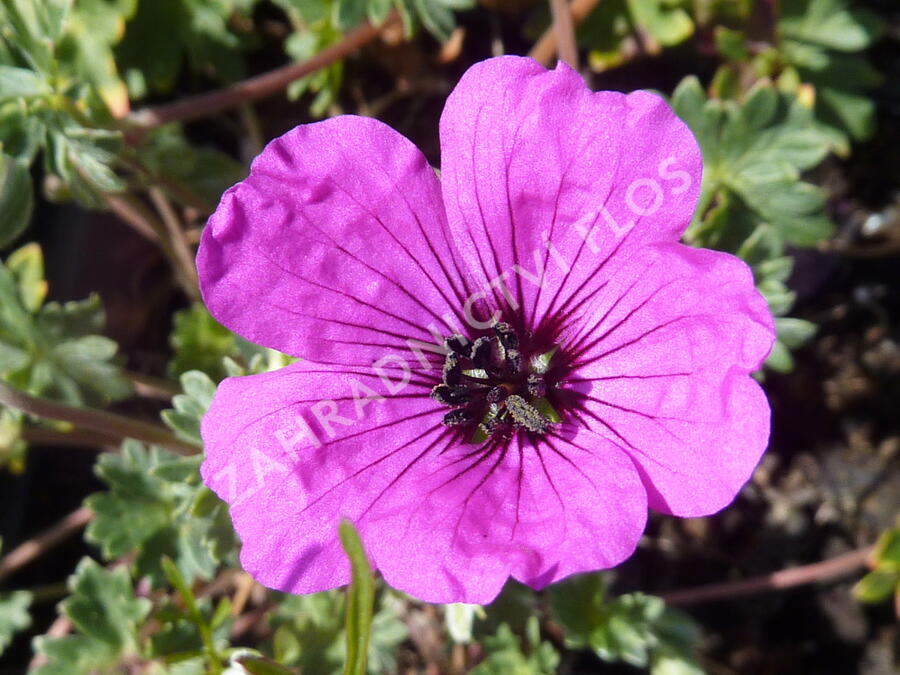 Kakost sivý 'Purpureum' - Geranium cinereum 'Purpureum'