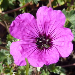 Kakost sivý 'Purpureum' - Geranium cinereum 'Purpureum'