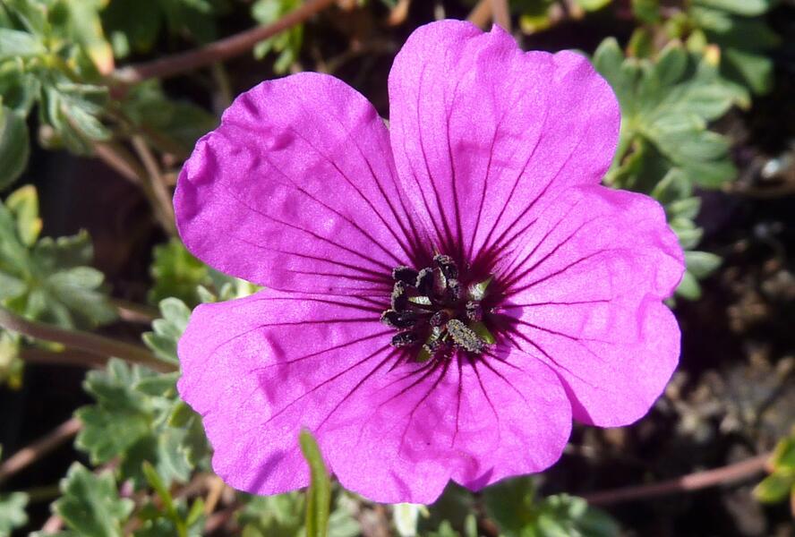 Kakost sivý 'Purpureum' - Geranium cinereum 'Purpureum'