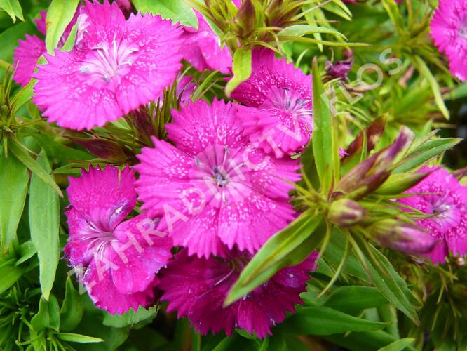 Hvozdík vousatý 'Rondo' - Dianthus barbatus 'Rondo'