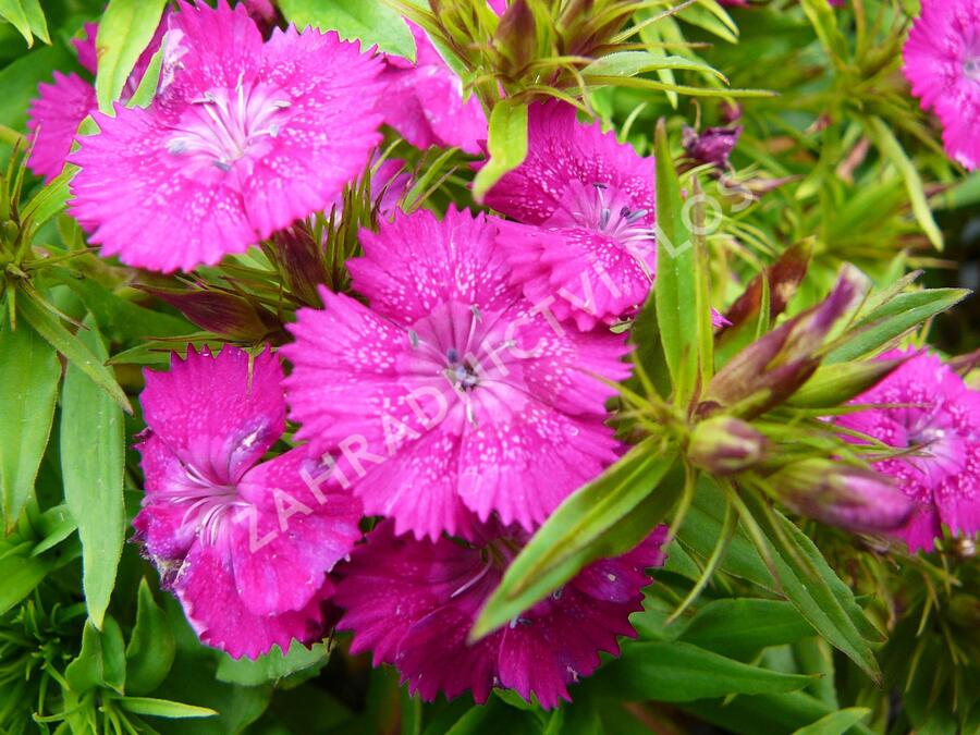 Hvozdík vousatý 'Rondo' - Dianthus barbatus 'Rondo'