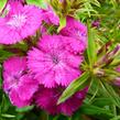 Hvozdík vousatý 'Rondo' - Dianthus barbatus 'Rondo'