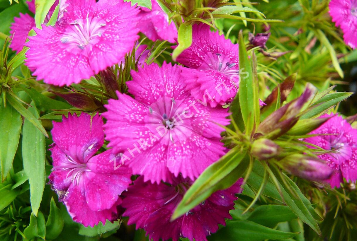 Hvozdík vousatý 'Rondo' - Dianthus barbatus 'Rondo'