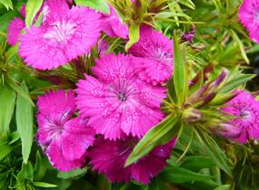 Hvozdík vousatý 'Rondo' - Dianthus barbatus 'Rondo'