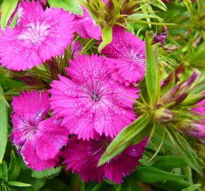 Hvozdík vousatý 'Rondo'