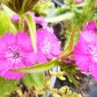 Hvozdík vousatý 'Rondo' - Dianthus barbatus 'Rondo'