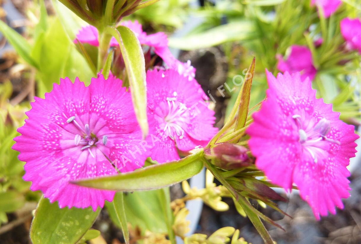 Hvozdík vousatý 'Rondo' - Dianthus barbatus 'Rondo'