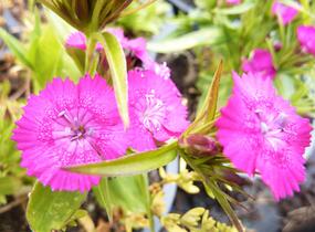 Hvozdík vousatý 'Rondo' - Dianthus barbatus 'Rondo'