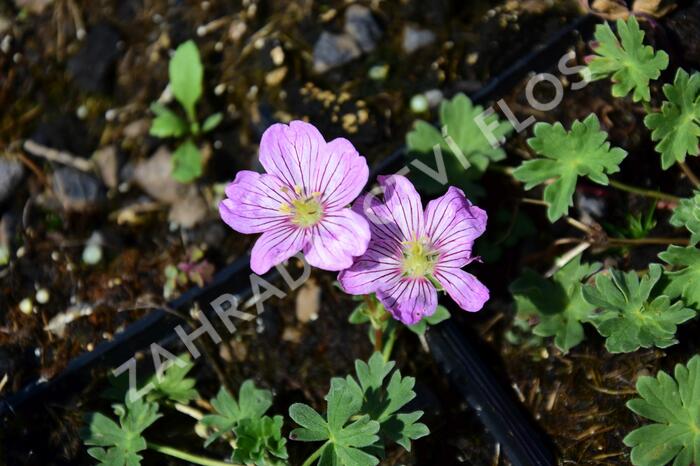 Kakost sivý 'Alice' - Geranium cinereum 'Alice'