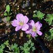 Kakost sivý 'Alice' - Geranium cinereum 'Alice'