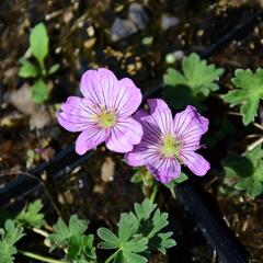 Kakost sivý 'Alice' - Geranium cinereum 'Alice'