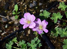 Kakost sivý 'Alice' - Geranium cinereum 'Alice'