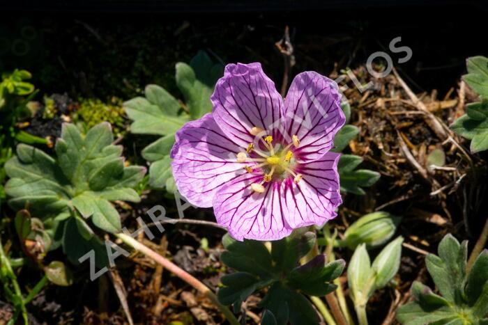 Kakost sivý 'Alice' - Geranium cinereum 'Alice'