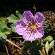 Kakost sivý 'Alice' - Geranium cinereum 'Alice'