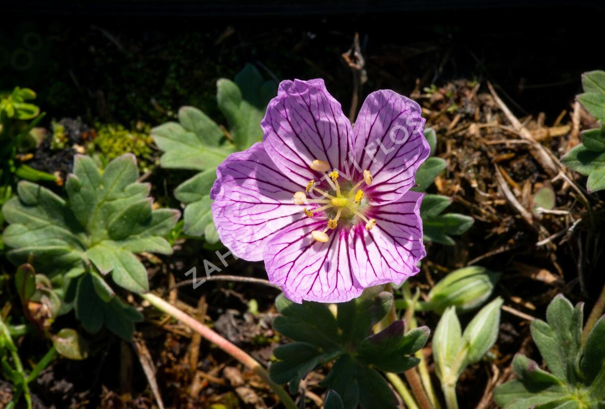 Kakost sivý 'Alice' - Geranium cinereum 'Alice'