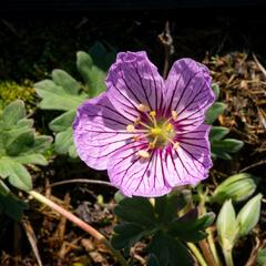 Kakost sivý 'Alice' - Geranium cinereum 'Alice'