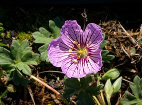 Kakost sivý 'Alice' - Geranium cinereum 'Alice'