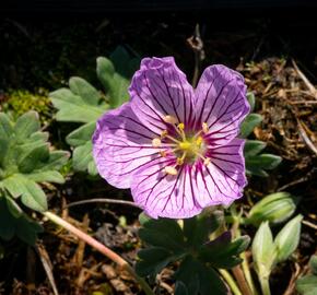 Kakost sivý 'Alice' - Geranium cinereum 'Alice'