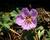 Kakost sivý 'Alice'