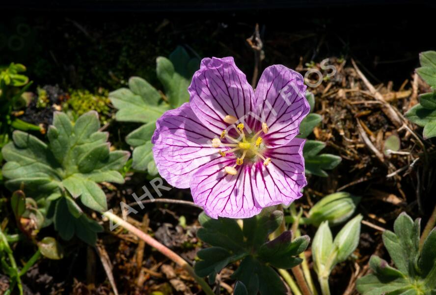 Kakost sivý 'Alice' - Geranium cinereum 'Alice'