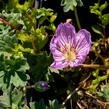 Kakost sivý 'Alice' - Geranium cinereum 'Alice'