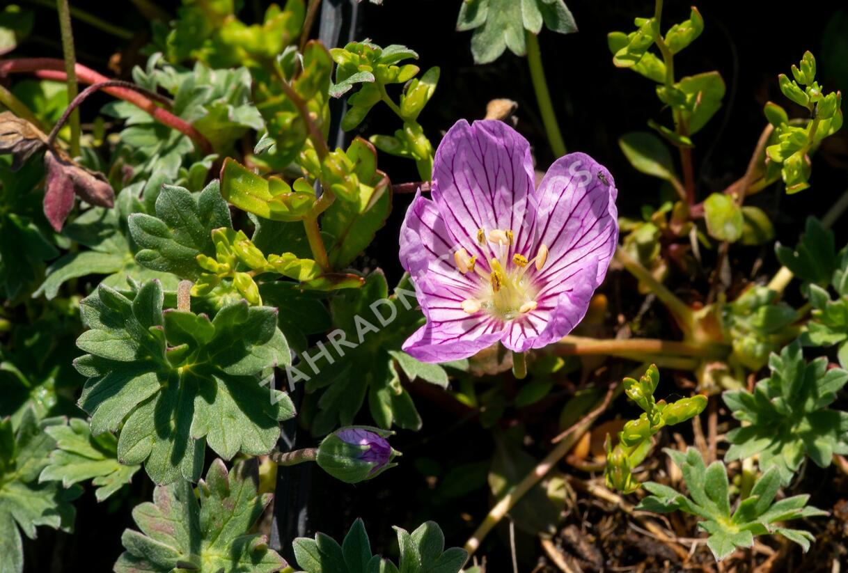 Kakost sivý 'Alice' - Geranium cinereum 'Alice'