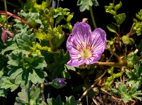 Kakost sivý 'Alice' - Geranium cinereum 'Alice'