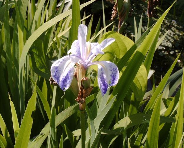 Kosatec hladký 'Mottled Beauty' - Iris laevigata 'Mottled Beauty'