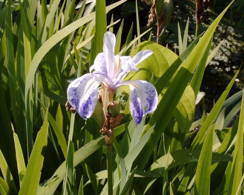 Kosatec hladký 'Mottled Beauty' - Iris laevigata 'Mottled Beauty'