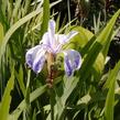 Kosatec hladký 'Mottled Beauty' - Iris laevigata 'Mottled Beauty'
