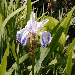 Kosatec hladký 'Mottled Beauty' - Iris laevigata 'Mottled Beauty'