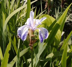 Kosatec hladký 'Mottled Beauty'