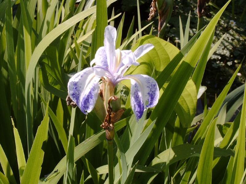 Kosatec hladký 'Mottled Beauty' - Iris laevigata 'Mottled Beauty'