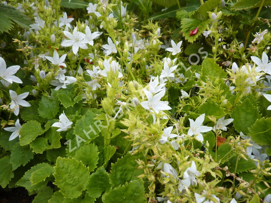 Zvonek Poscharkův 'E.H.Frost' - Campanula poscharskyana 'E.H.Frost'