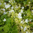 Zvonek Poscharkův 'E.H.Frost' - Campanula poscharskyana 'E.H.Frost'