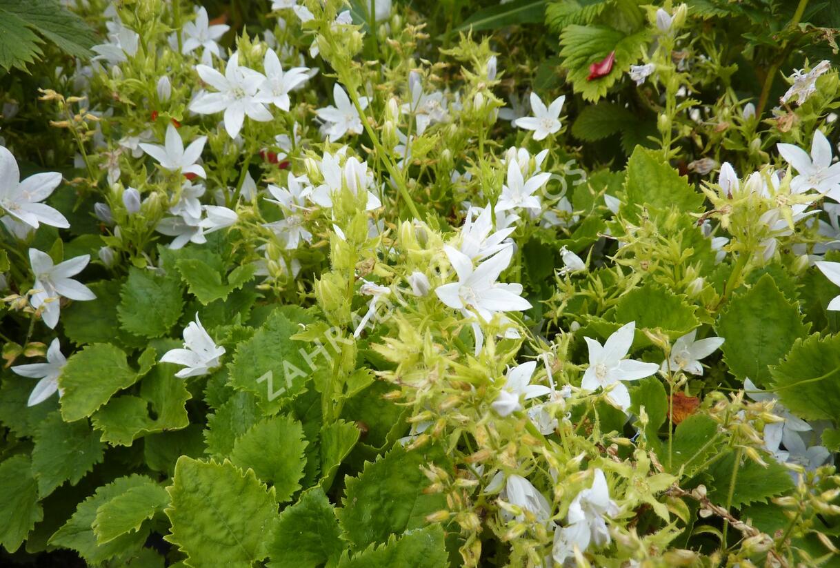 Zvonek Poscharkův 'E.H.Frost' - Campanula poscharskyana 'E.H.Frost'