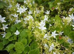 Zvonek Poscharkův 'E.H.Frost' - Campanula poscharskyana 'E.H.Frost'