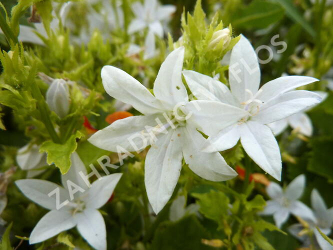 Zvonek Poscharkův 'E.H.Frost' - Campanula poscharskyana 'E.H.Frost'