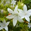 Zvonek Poscharkův 'E.H.Frost' - Campanula poscharskyana 'E.H.Frost'