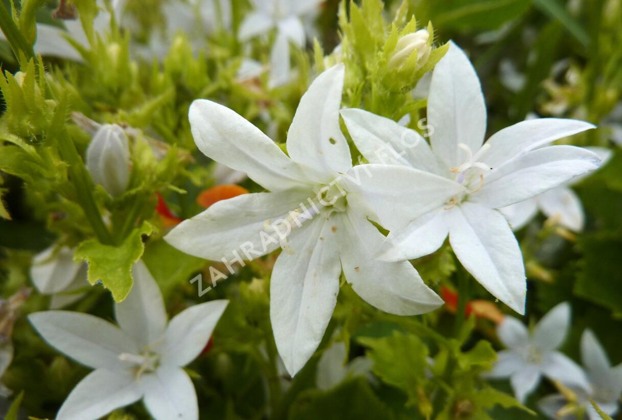 Zvonek Poscharkův 'E.H.Frost' - Campanula poscharskyana 'E.H.Frost'
