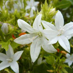 Zvonek Poscharkův 'E.H.Frost' - Campanula poscharskyana 'E.H.Frost'