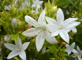 Zvonek Poscharkův 'E.H.Frost' - Campanula poscharskyana 'E.H.Frost'