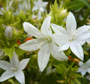 Zvonek Poscharkův 'E.H.Frost' - Campanula poscharskyana 'E.H.Frost'