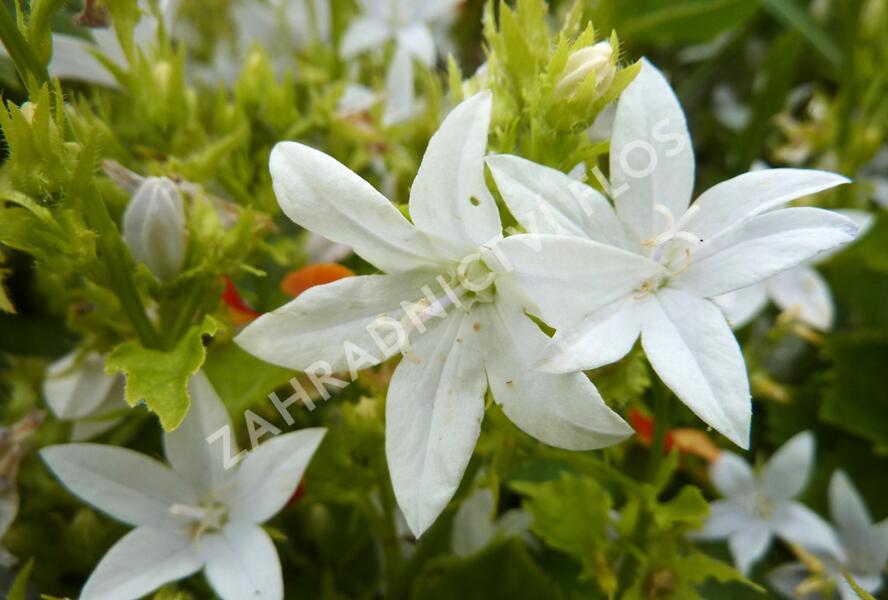 Zvonek Poscharkův 'E.H.Frost' - Campanula poscharskyana 'E.H.Frost'
