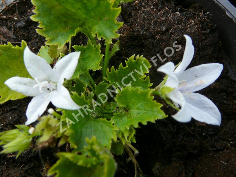Zvonek Poscharkův 'E.H.Frost' - Campanula poscharskyana 'E.H.Frost'
