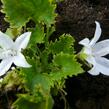 Zvonek Poscharkův 'E.H.Frost' - Campanula poscharskyana 'E.H.Frost'