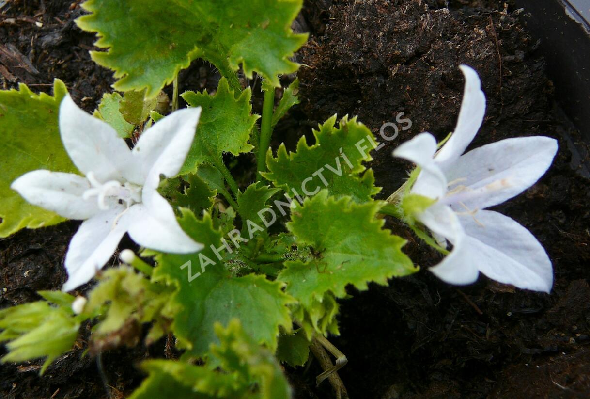 Zvonek Poscharkův 'E.H.Frost' - Campanula poscharskyana 'E.H.Frost'
