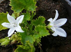 Zvonek Poscharkův 'E.H.Frost' - Campanula poscharskyana 'E.H.Frost'