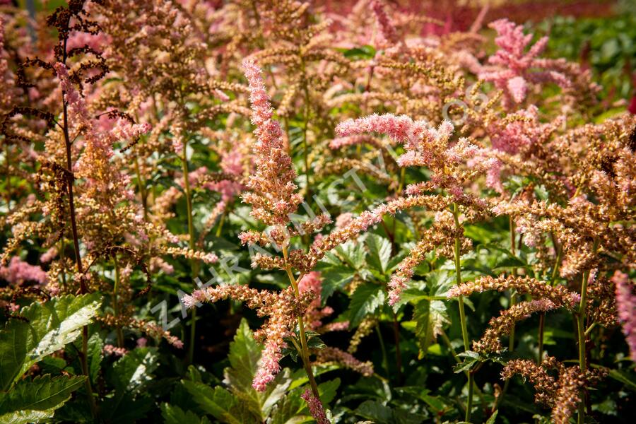 Čechrava Arendsova 'Bressingham Beauty' - Astilbe arendsii 'Bressingham Beauty'