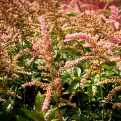 Čechrava Arendsova 'Bressingham Beauty' - Astilbe arendsii 'Bressingham Beauty'